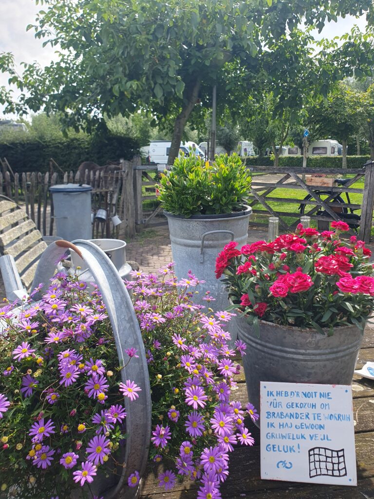 Bloemen op de camping